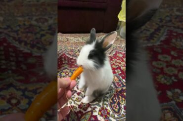 Cute bunny eating carrot