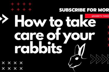 How To Take Care Of Your Rabbits 🐇 Best Rabbit Care Guide 🐇  All About Rabbits