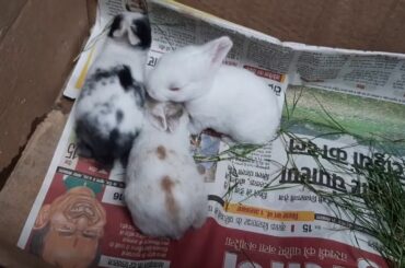 Baby rabbits playing, (new born)