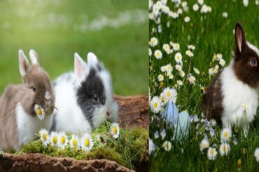 Funny video_cute rabbits video 2020