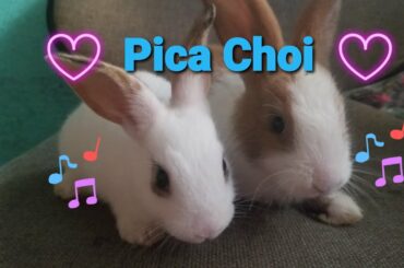 Cute rabbits on the go..😍