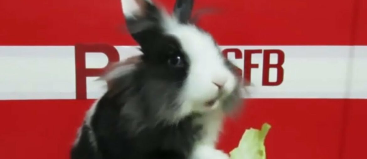 🥬 Rabbit Eating Lettuce Cute Rabbit ASMR | Rabbit SFB 🐰 01
