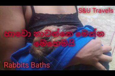 Rabbit bath#cute rabbit#S&U Travels