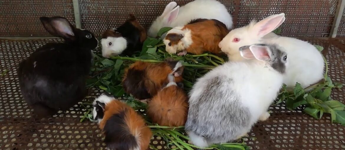 Rabbit - Funny Baby Rabbit Videos - Cute Baby Rabbits - Funny Bunny Baby Videos - Cute Bunnies Video
