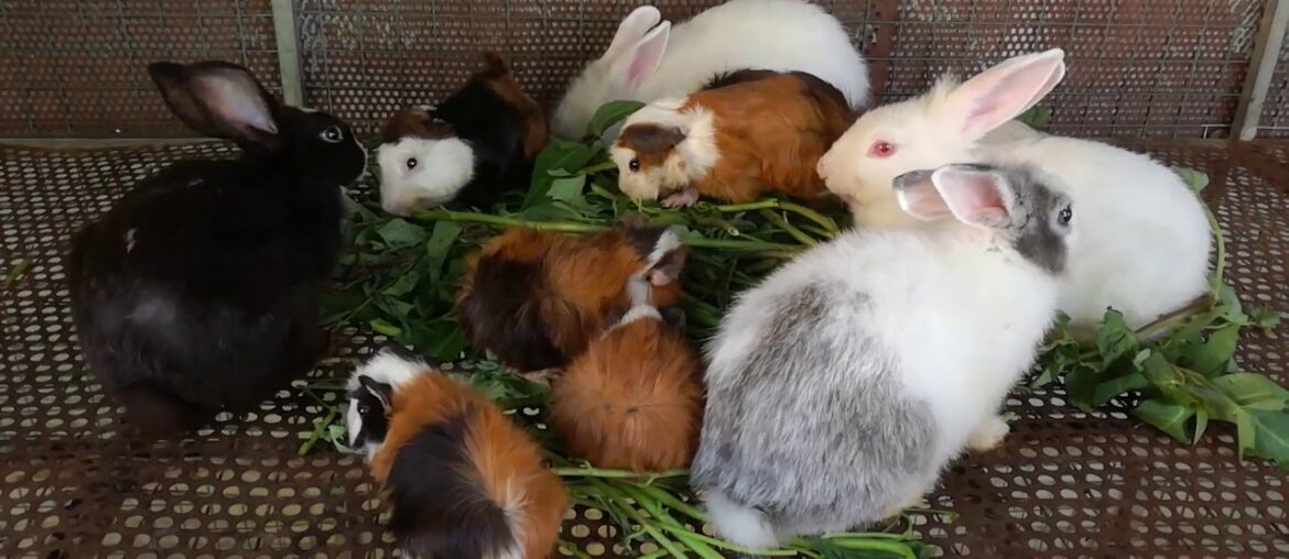 Rabbit – Funny Baby Rabbit Videos – Cute Baby Rabbits – Funny Bunny Baby Videos – Cute Bunnies Video Rabbit - Funny Baby Rabbit Videos - Cute Baby Rabbits - Funny Bunny Baby Videos - Cute Bunnies Video