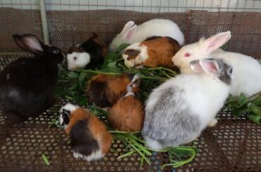 Rabbit - Funny Baby Rabbit Videos - Cute Baby Rabbits - Funny Bunny Baby Videos - Cute Bunnies Video