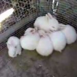 Baby Bunnies part 6