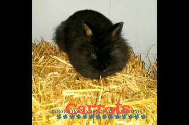 Baby bunny eating lemon balm