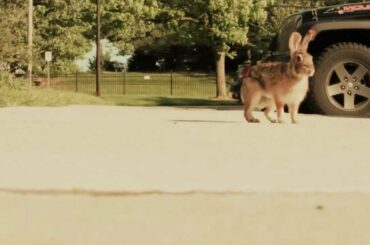 CUTEST Newborn Bunnies Playing