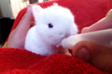 Cute Baby Bunny Rabbit Feeding