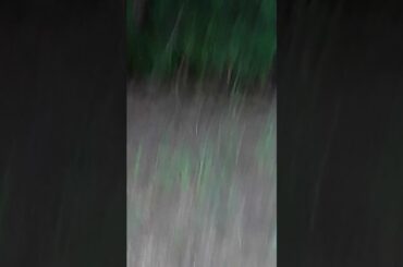 SUPER TINY BABY BUNNY SOOOOOOOO CUTE