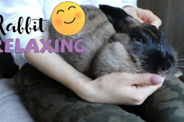 Sweet Rabbit Is Relaxing While Grooming 😍