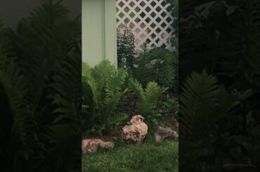 Bunny baby in our yard