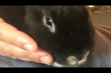 Cute Bunnies chilling