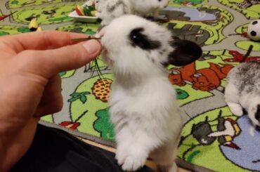 Cute bunnies eating their breakfast.🐇🍎🌿