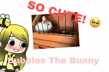Bubbles The Bunny | How she’s getting on