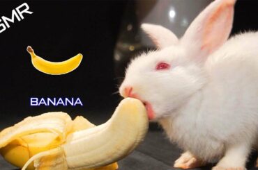 Pets ASMR 🍌🐇Rabbit Eating Banana