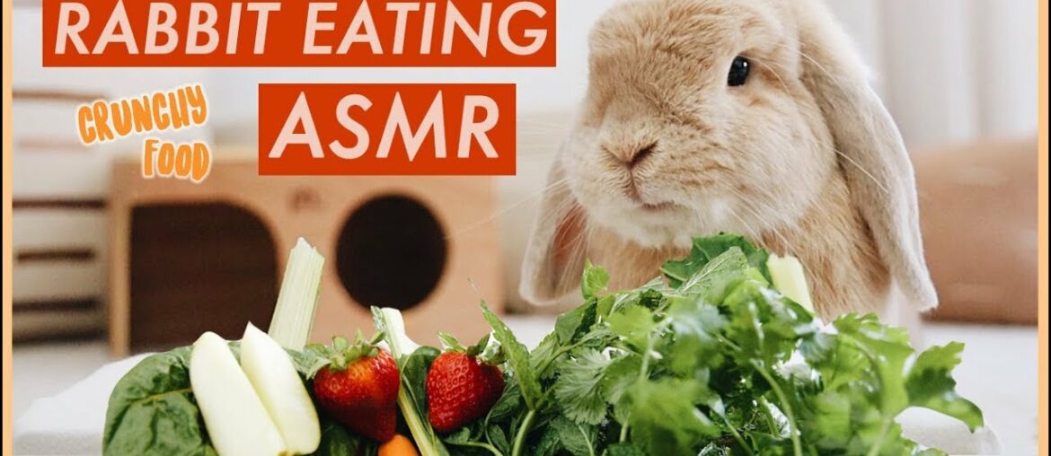 Bunny Eating Crunchy Food ASMR | WahlieTV