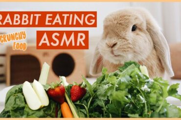 Bunny Eating Crunchy Food ASMR | WahlieTV