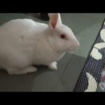 Rabbit 🐇 bathing vlog my cute rabbit bathing vlog from Anita home recipe