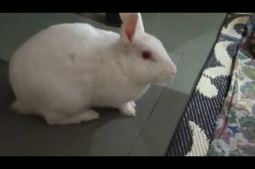 Rabbit 🐇 bathing vlog my cute rabbit bathing vlog from Anita home recipe