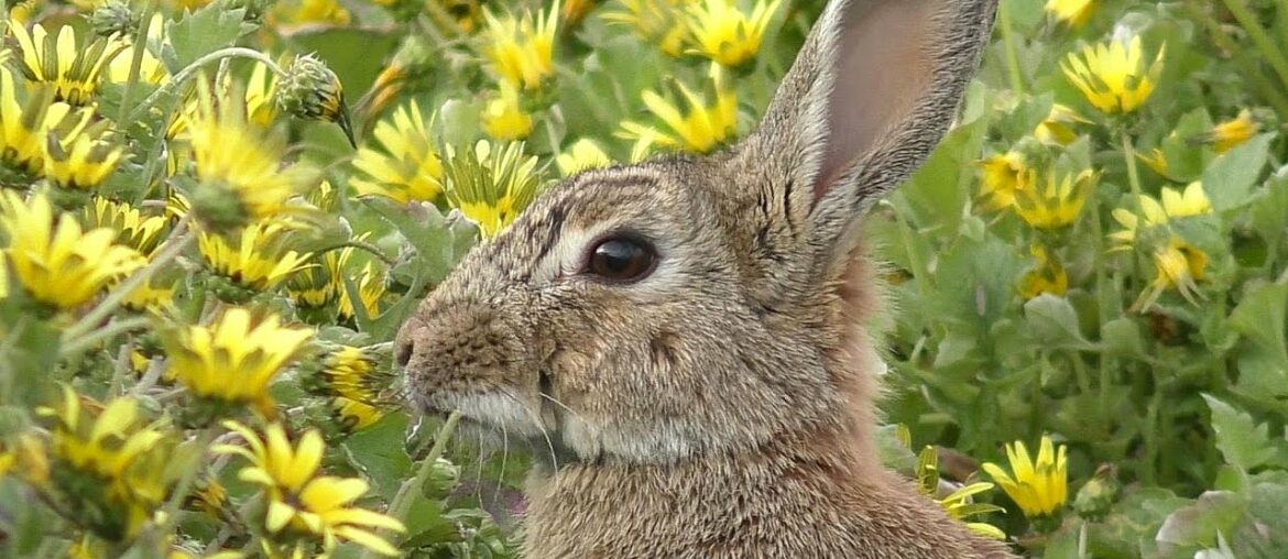 Cute Rabbit Eating Daisies (Wascally Wabbit) Cute Rabbit Eating Daisies (Wascally Wabbit)