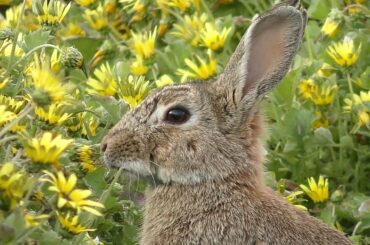 Cute Rabbit Eating Daisies (Wascally Wabbit)