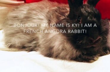 Funny and Cute French Angora Rabbit Playing With Pillows