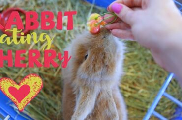Cute Rabbit eating cherry! 🐰