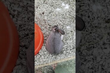 Cute rabbit hopping around