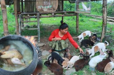 boiled chicken for baby dogs and rabbit | Smart woman cooking food for dogs - Survival Skills