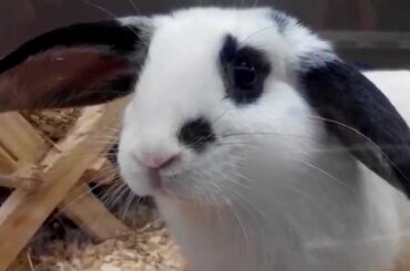 Bunny Rabbit - The Most Cute Rabbit In The World