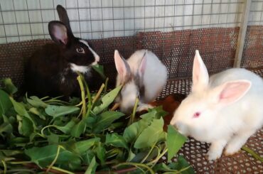 Rabbit Eating Vegetable - Rabbits Eating Video - Funny and Cute Baby Bunny Rabbit Videos - Rabbit