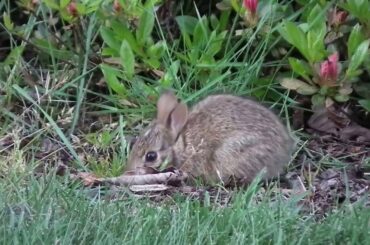 wild baby bunnies in back yard =ω=