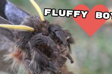 Fluffy Bunny: CUTE Moth! The adorable Dirphia avia (Saturniidae)