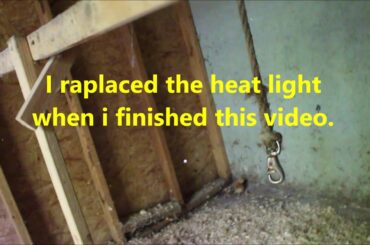 Bunnies and chicks at the homestead