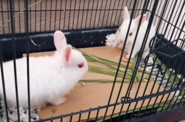 Welcome to our new home, cute bunnies!