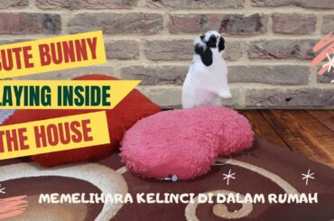 CUTE HOLLAND LOP BUNNIES PLAYING INSIDE THE HOUSE