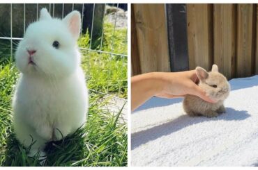 Cute Bunny Videos Compilation - Cute Animals Compilation 2020 - Cute Baby Animals