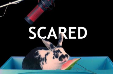 Bunny eating watermelon ASMR