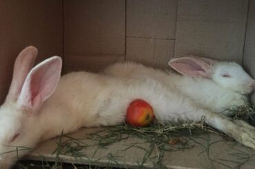 Cute little bunnies || white little rabbits || ASMR bunnies ||