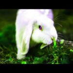 Rabbit resting// cute jackrabbit video// nature and wildlife