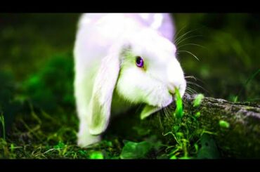Rabbit resting// cute jackrabbit video// nature and wildlife