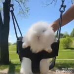 Cute rabbit compilation 3