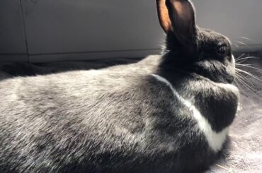 Tanning Bunny