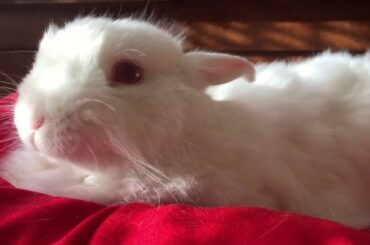 FUNNY RABBIT VIDEOS - CUTE BUNNY VIDEOS COMPILATION