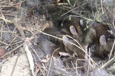 WILD BABY RABBITS IN MY GREENHOUSE