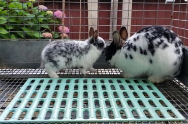 Netherland Dwarf Rabbits - Momma & Baby