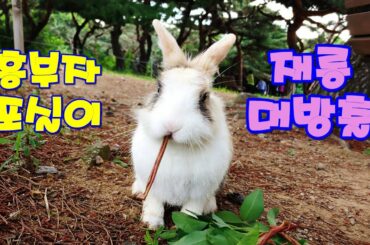 깜찍한 포실이 재롱 대방출 (very cute rabbit)