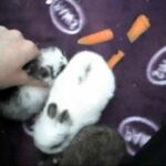Baby rabbit eating a carrot / update